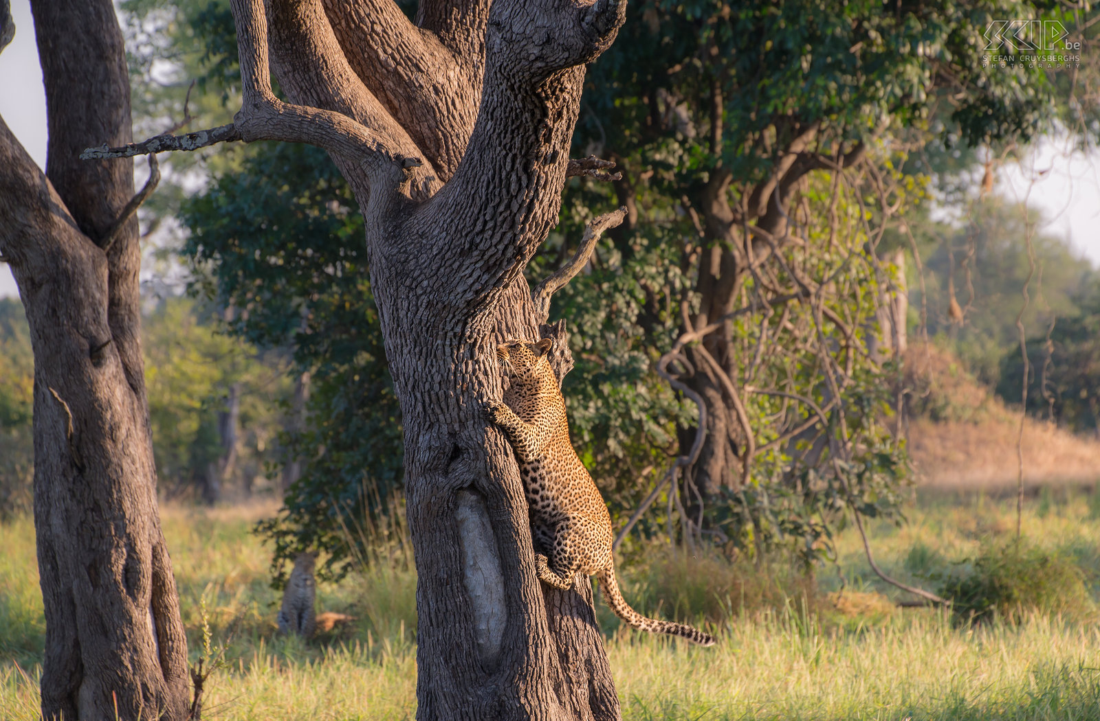 South Luangwa - Luipaard in boom Met een hoge sprong klimt het luipaard behendig in de boom. Stefan Cruysberghs